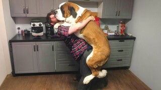 When Your Big Dog Truly Believes That He's a Baby! 🤣 Funny dog videos 2024