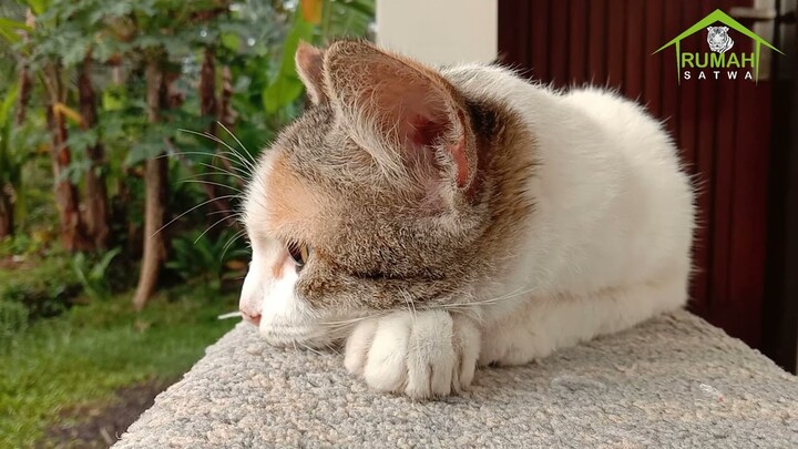 KUCING GALAU SEDANG TIDAK MAU DI GANGGU
