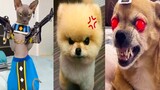 Funny and Cute Dog Pomeranian 😍🐶| Funny Puppy Videos #79