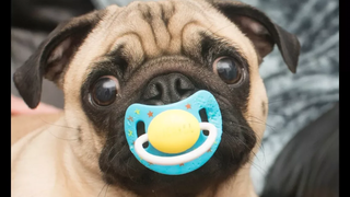 Cute Dog Loves Pacifier Compilation - วิดีโอสุนัขตลก 2018