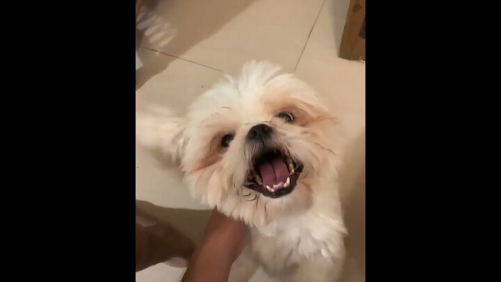 How's Your Vacation, Borgy? | Cute & Funny Shih Tzu Dog Raw Video