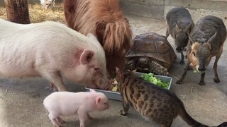 小动物们一起愉快地吃午餐