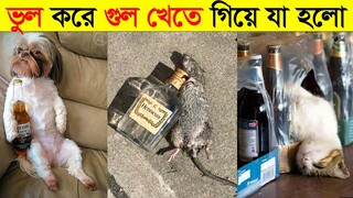 পশুদের মজার কর্মকান্ড ক্যামেরায় ধরা পড়া | Funny Animals Video 2022 (Part-7) | mayajaal