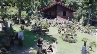 BONSAI TREES IN THE FARM | ART CAPITAL BONSAI CLUB | Tenrou21