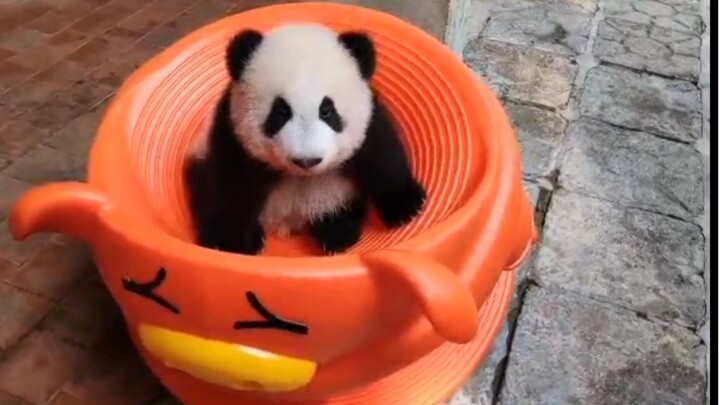 [Panda] Memainkan Mainan Baru Dengan Hati-Hati