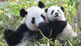 [Panda] Anak yang menindas ibunya