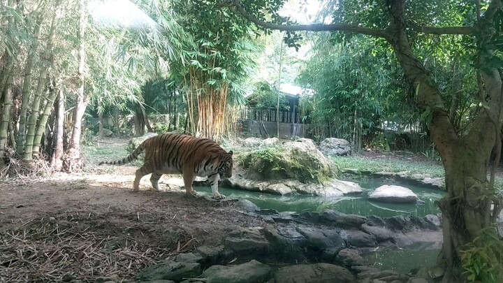 big tiger