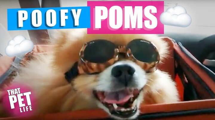What the Fluff? Funny Pomeranian Dog Videos