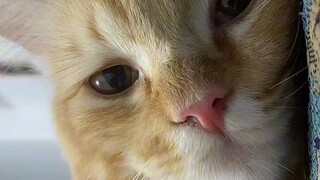 cute cat