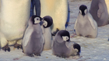 Super cute penguin chick tries to make friends