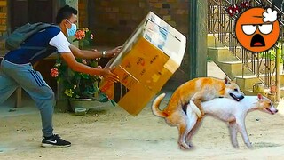 Surprise Box vs Prank Double Dogs Make Scary Funny