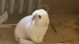 It turns out that rabbits can also be angry