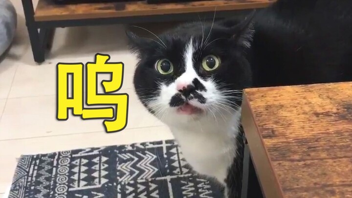 小伙子在家太吵了，气得自家猫都开口骂人了！