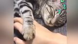 Khi mèo ngủ và bạn muốn rút tay ra...