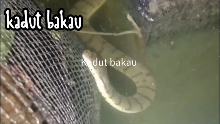 Ular air payau / kadut bakau ( Cerberus schneiderii )