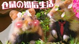 [Xiaoxia] I can't kill you, I'll wash my hair upside down! ! Super Healing Small Animal Collection "