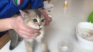 Hướng dẫn vệ sinh tai cho bé mèo Anh lông ngắn - Tiệm Mèo Sen