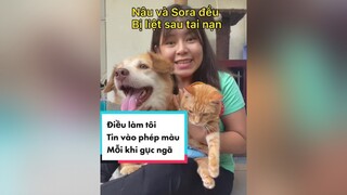 Nếu bạn đang gục ngã, đừng bỏ lỡ videodog doglover dogmom chomeo chomeodethuong onhavanvui yeuchomeo cat dongluc nangluong meota lacquan