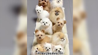 เจ้าขนปุยแสนน่ารัก