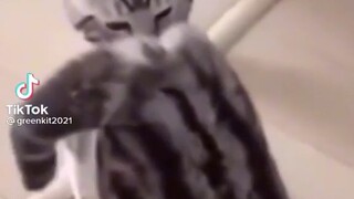 TikTok  funny cat