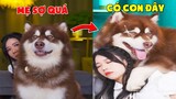 Thú Cưng Vlog | Gia Gia Đáng Yêu Và Mẹ #4 | Chó Gấu Alaska thông minh vui nhộn | Pets dog cute smart