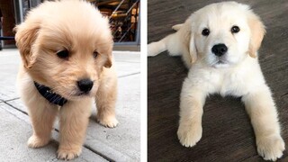 😍 These Adorable Cute Golden Puppies Make You Enjoy After Tired Day💖 | Cute Puppies