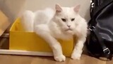 【Pet】Funny Acts of Cats | Theme of False Emperor