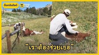 ครอบครัวรวมพลังช่วยม้าติดรั้ว | Dog's Clip