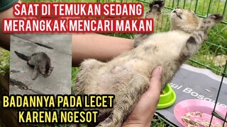 Allahu Akbar Kucing Lumpuh Karena Ketabrak Seneng Jalan Ngesot Seneng Banget Saat Di Adopsi..!