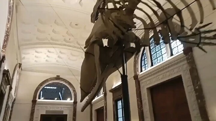 I visit The National Museum of natural History 😌