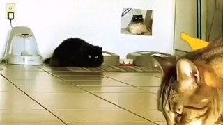 Funny cat videos🥰🐾