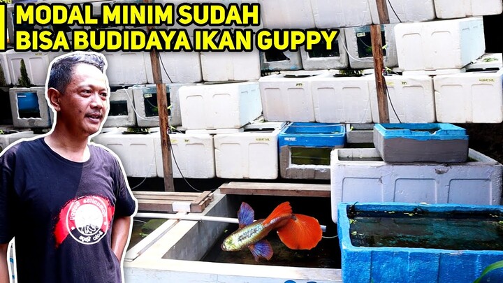 BUDIDAYA IKAN GUPPY COCOK BUAT USAHA SAMPINGAN HASILKAN OMSET YANG LUMAYAN!!! MUDAH DAN PRAKTIS!