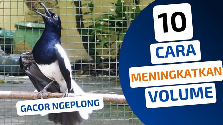 10 Cara MENINGKATKAN Volume Suara KACER Agar GACOR NGEPLONG !!