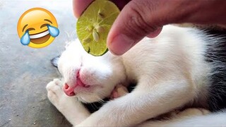 Video Kucing Lucu Banget Bikin Ngakak #96 | Kucing dan Anjing | Kucing Lucu Imut