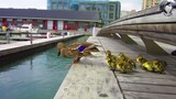 Mother duck took her children to "dive", but the babies were frightened. Fortunately, they met some 