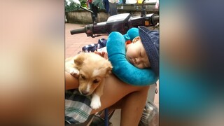 1 vợ 2 con 😊 yeucho yeuchomeo cún cúncon chó chómèo chócon chó_cưng chókhôn yeuchomeo cưng chócute pet dog dogsoftiktok doggo