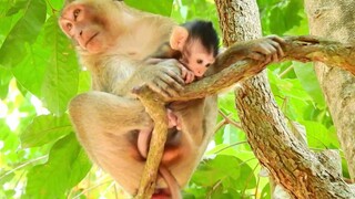 Kari Kidnapped Baby Monkey Jilla Cry Screaming So Much,Pity Baby Jilla Cry Low Sound For Calling Mum