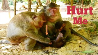 HURT ME!!, BABY MONKEY WAS PULLED BY HER MUM, MONKEY MAKE HER BABY HURT WITH BIG BERTHA TORTURE