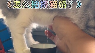 你们学会挤猫奶了么？