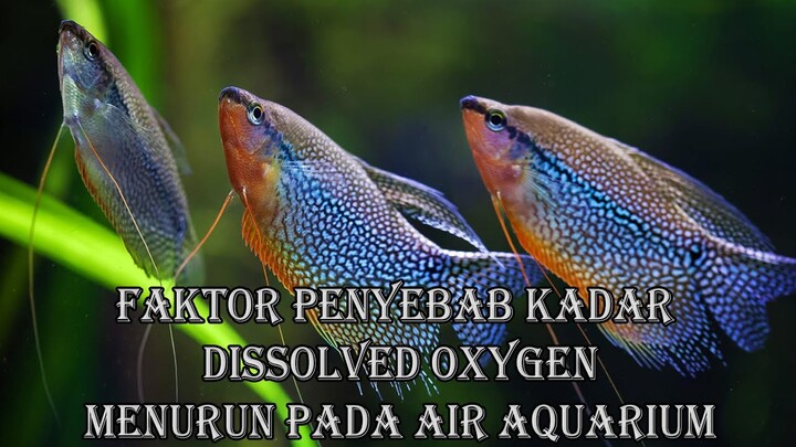 Faktor Penyebab Kadar Dissolved Oxygen Menurun Pada Air Aquarium