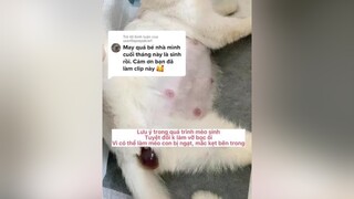 Trả lời  lưu ý quan trọng khi mèo sinh sen nên chú ý nhé meode chammeo babycat catsoftiktok fypシ xuhuong nuoimeo meocute tips