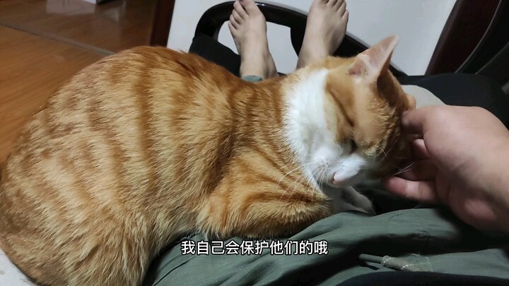 This cat is really considerate and considerate.