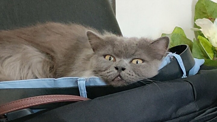 Kucing tidur siang sambil nonton TV