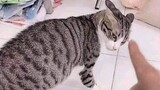 Funny Cat That’ll Lighten Your Mood! - Funny Pets Video