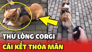 Buông dây dắt THỬ LÒNG bé Corgi và cái kết ẤM LÒNG 🥰 | Yêu Lu