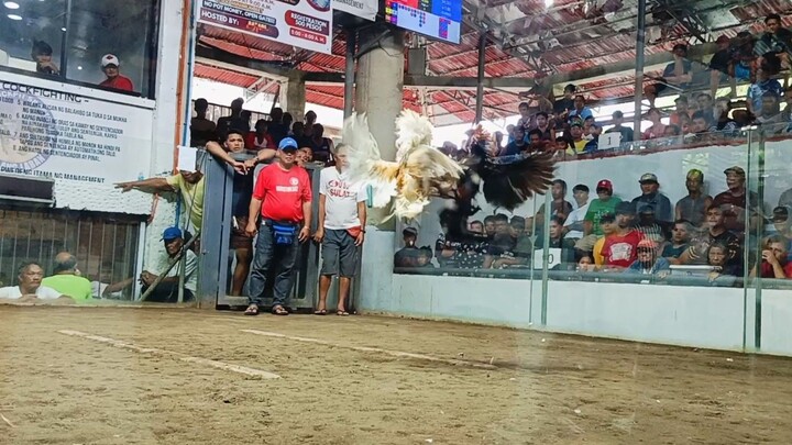 2hits ulutan 2nd Fight Win  using KRDS Boston Sweater