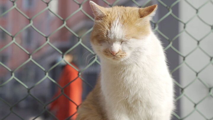 Kucing Yang Kabur Dari Rumah Setengah Tahun Yang Lalu Telah Kembali