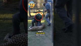 Cheetah mengamuk di kebun binatang Afrika Selatan‼️