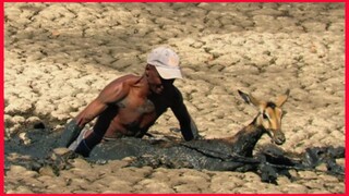 Heroic Man Dives Into Mud To Rescue Impala.