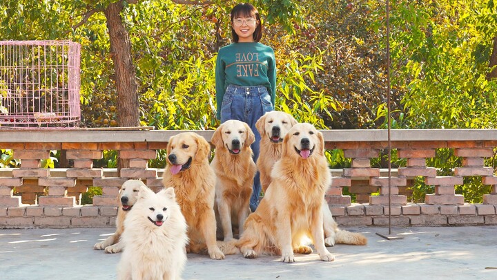 Big dogs can always heal our little ones